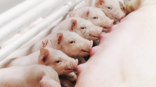 Piglets