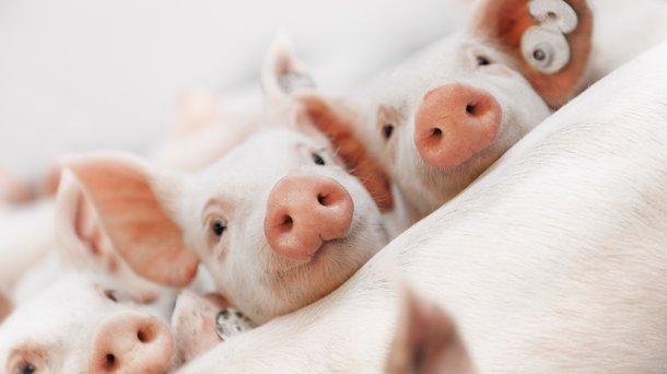 Hypor piglets
