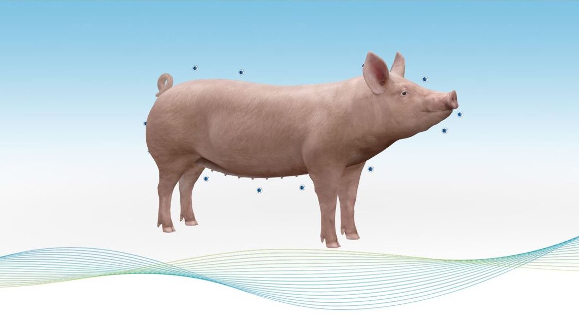 Hypor Libra Star 3D sow