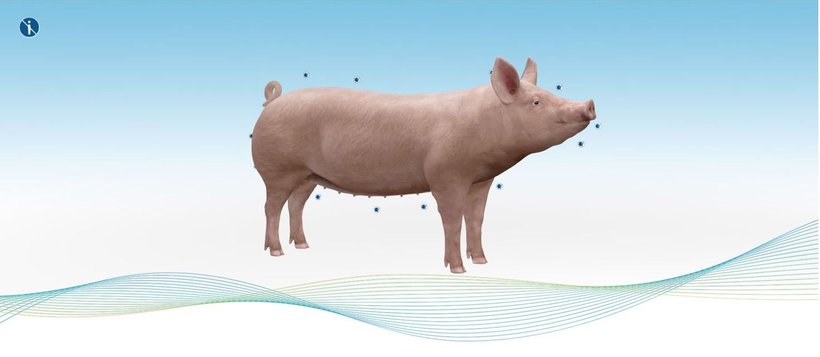 Hypor Libra Star 3D sow