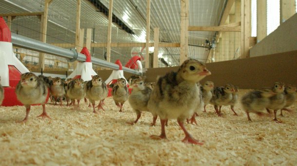 Orlopp poults in barn