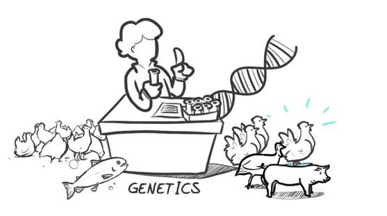 Hypor Drawing genetics