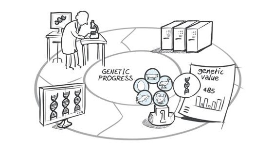 Hypor drawing genomic