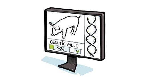 Hypor drawing breeding value