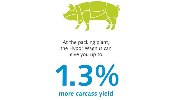 Carcass yield