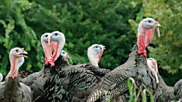 Cartier Turkey