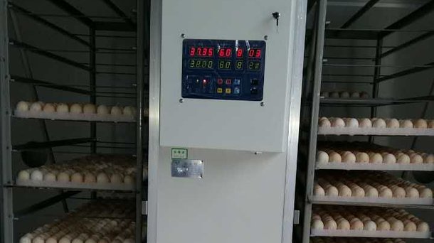 incubation china