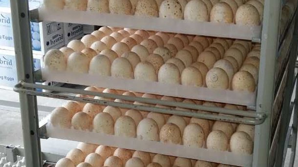 trays of eggs