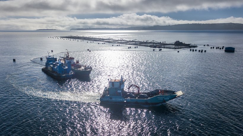Sentinel sites salmon