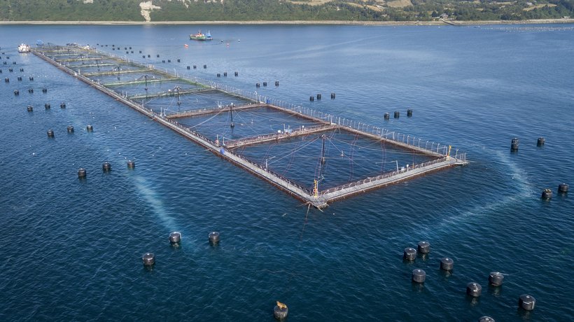salmon sentinel harvest