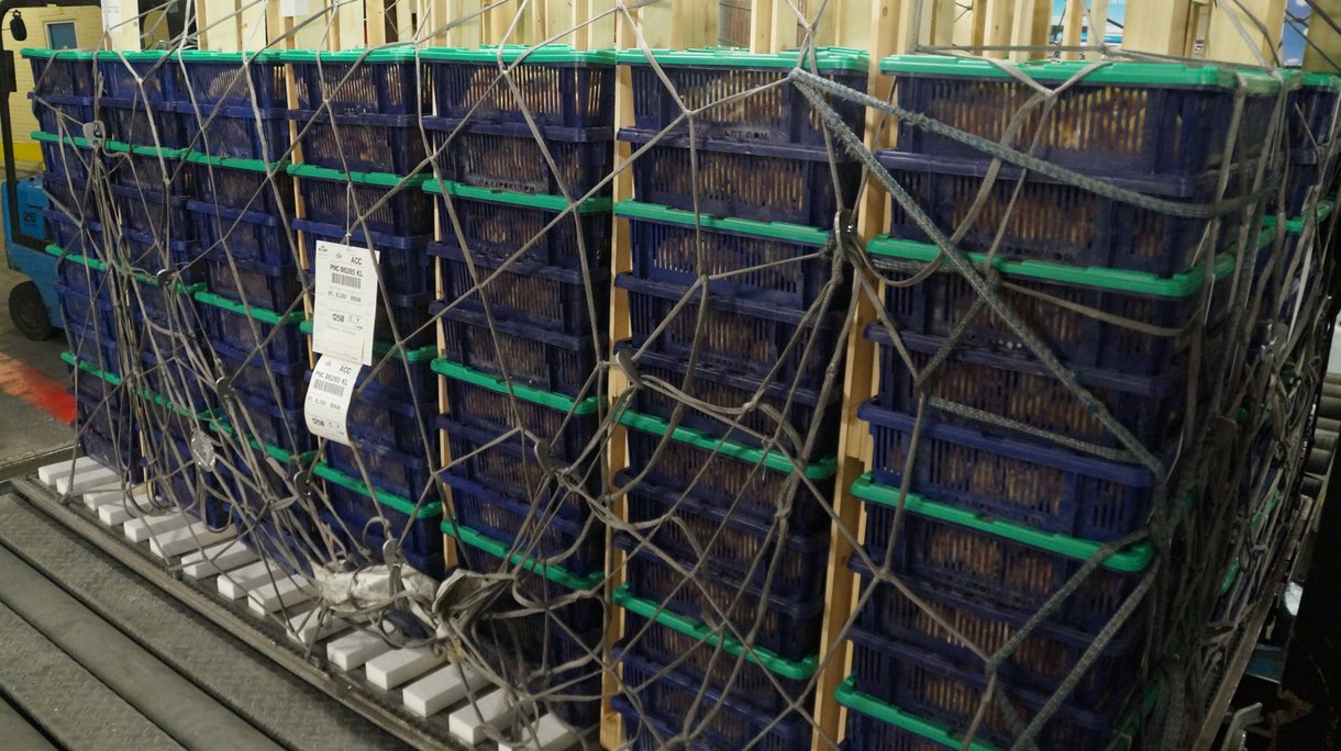 chick boxes isa export close up