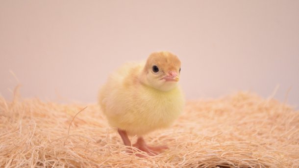 MiniCLASSIC poult