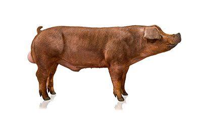 Hypor Magnus Boar new