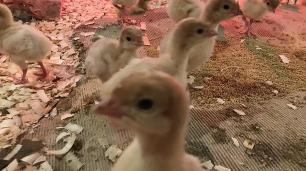 First placement Iran poults
