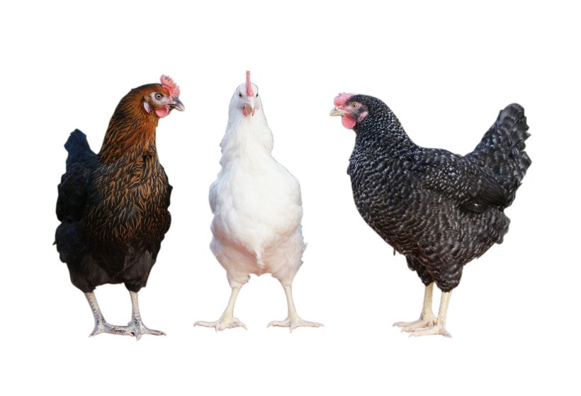 Three Birds