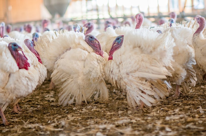 two turkeys