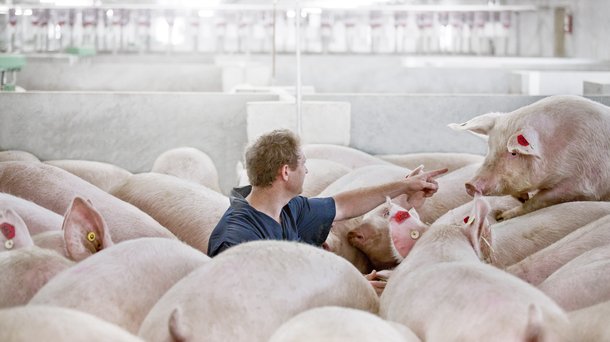 HR swine (11).jpg