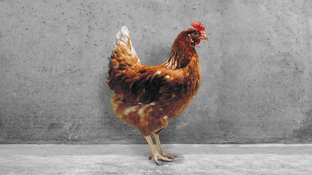 Hisex Brown cs chicken layers
