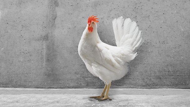 hisex white CS chicken layers