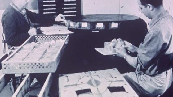 History Babcock hatching sexing layers