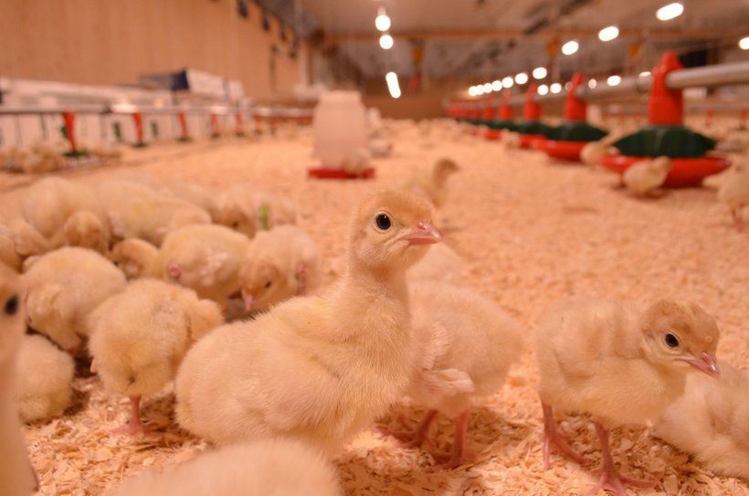 Hybrid Poult Woodside