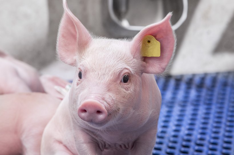 piglet tag