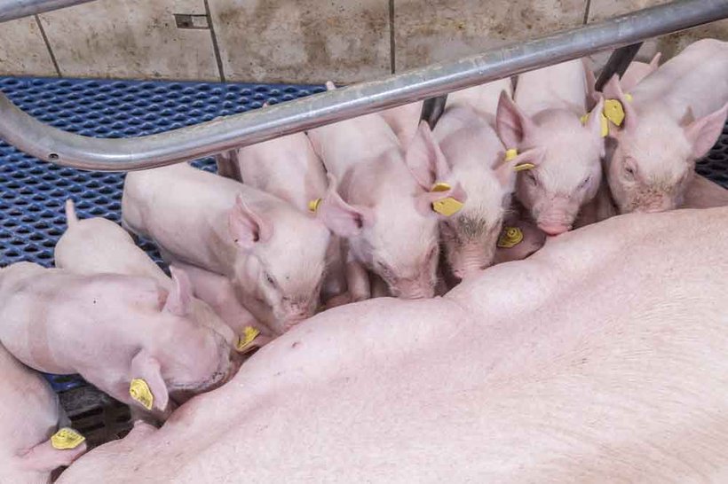  Litter Uniformity Necessary to Achieving 30+ Pigs