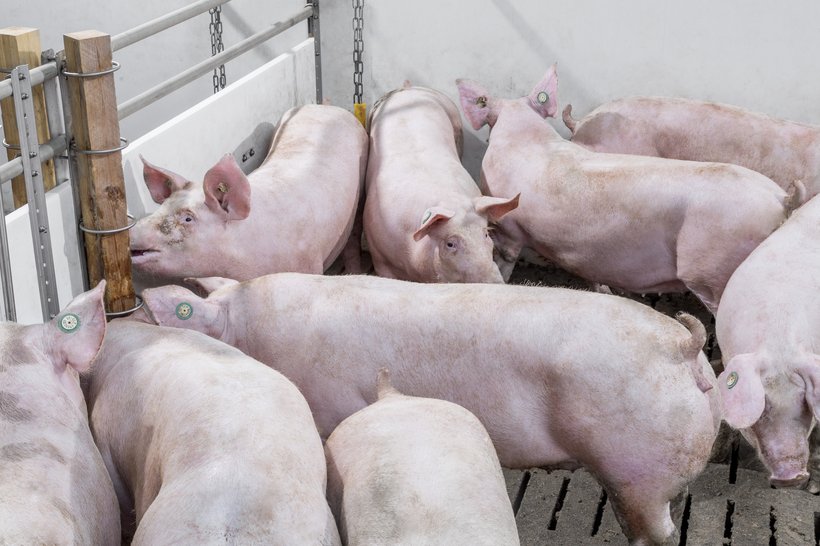 Hypor finisher pigs