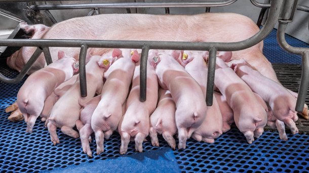 Hypor Piglets