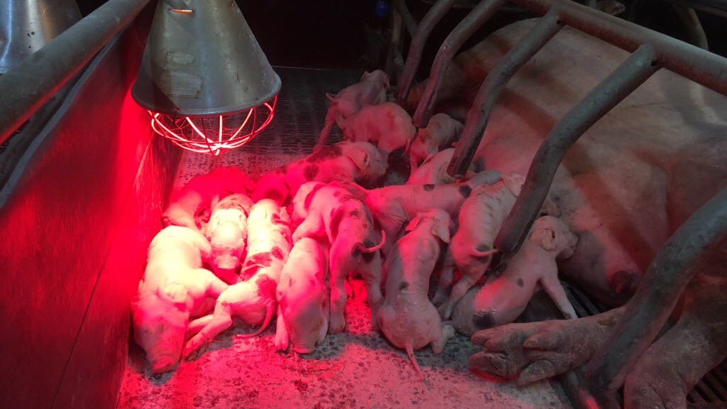 First piglets Sichamps