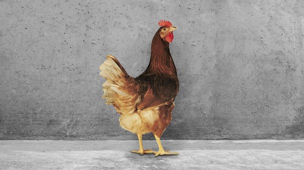 Isa Brown cs chicken layers