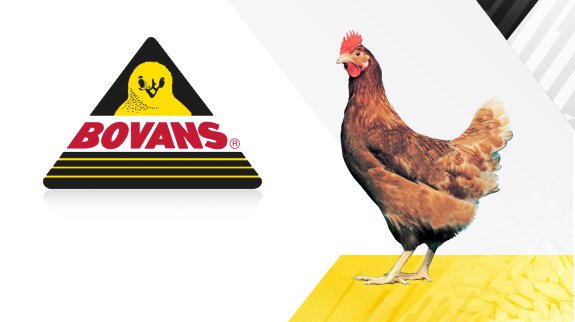 Joice-and-Hill-Bovans-Page-Graphics.jpg