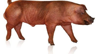 Hypor Boar Kanto