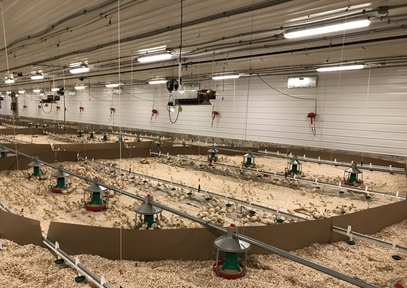 LED lights in brooder