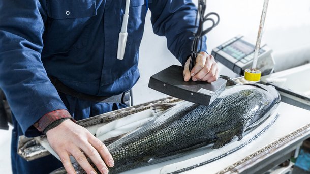 Salmon measurements