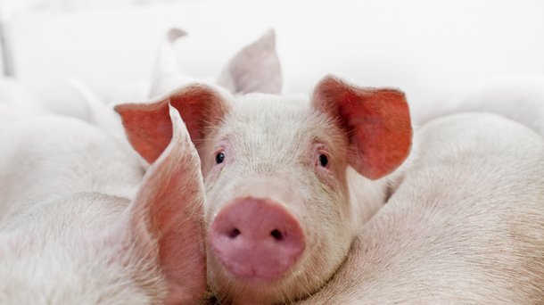 Hypor pig