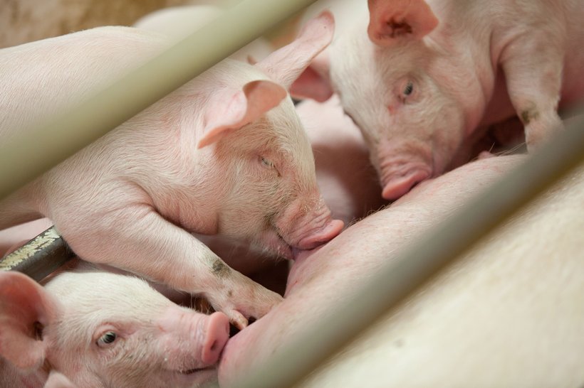 Hypor Maxter Piglet
