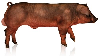 Hypor Boar Magnus