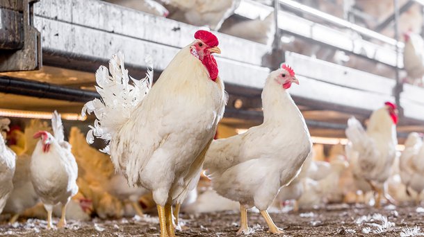 Shaver white ps layers chickens