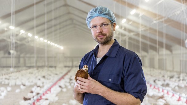 ps rearing brown colleague chickens layers