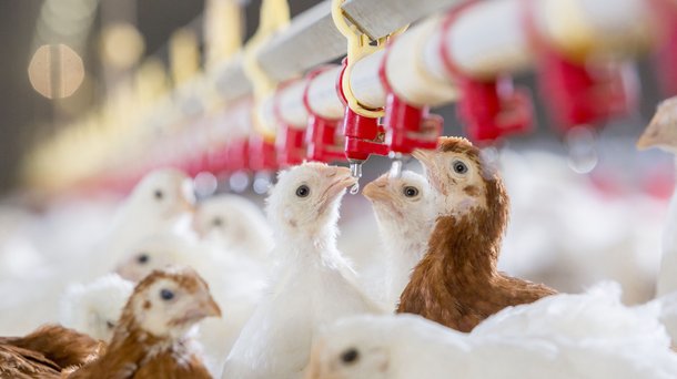 ps chickens brown rearing water layers