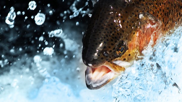 RAINBOW TROUT HEAD.jpg