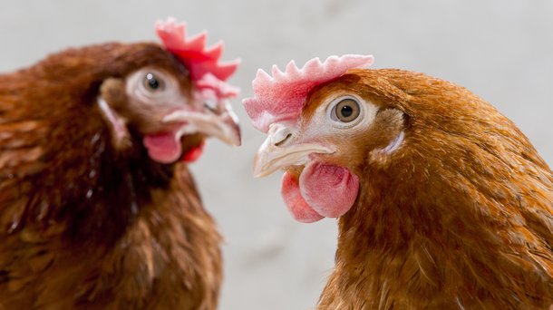 rt robique farm brown chickens layers