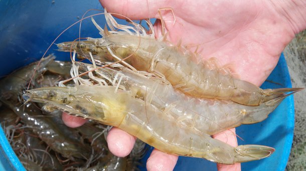 Shrimp in hand