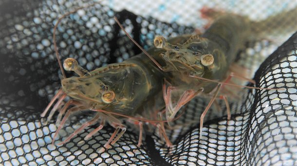 Head shot shrimp