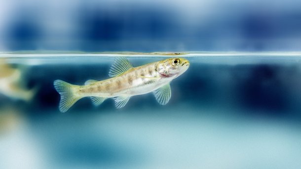 Salmon1.jpg