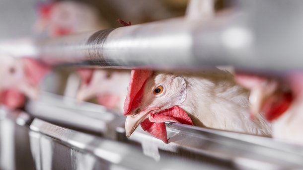 Shaver white cs eating layers chickens