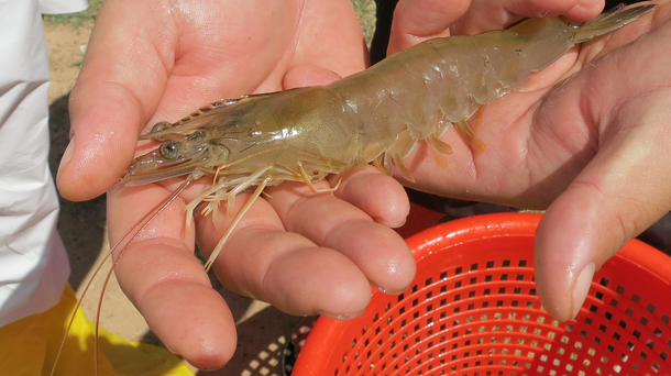 Shrimp hand