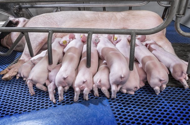 Piglets