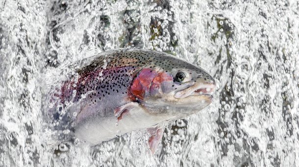 Troutlodge 001 0413.jpg